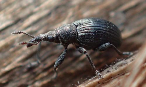 Aspidapion sp.